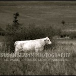COPYRIGHT P1250832_2_2_3