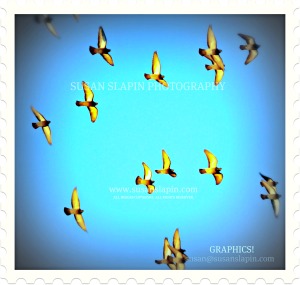 GRAPHICS BIRDS P 1320910_2_3
