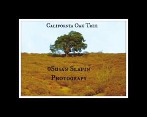CA. OAK TREE WEB P1050570_7